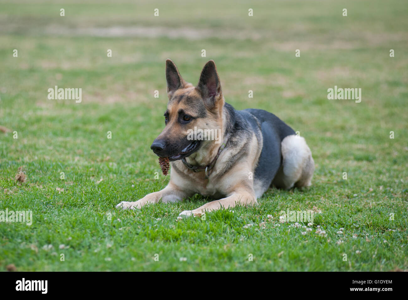 Deutscher Schäferhund-Hund mit Tannenzapfen im Mund im park Stockfoto