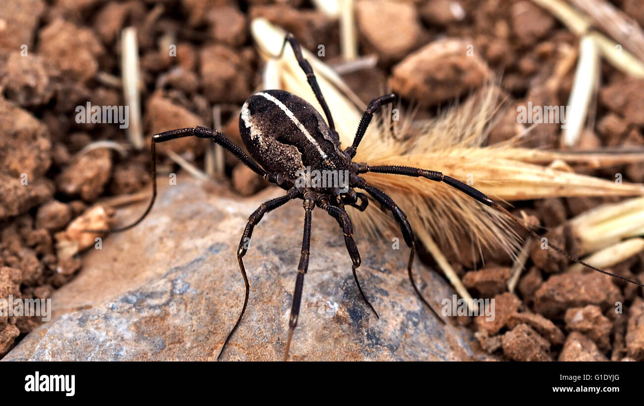 Große schwarze Spinne mit weißen Streifen auf dem Rücken Stockfotografie -  Alamy