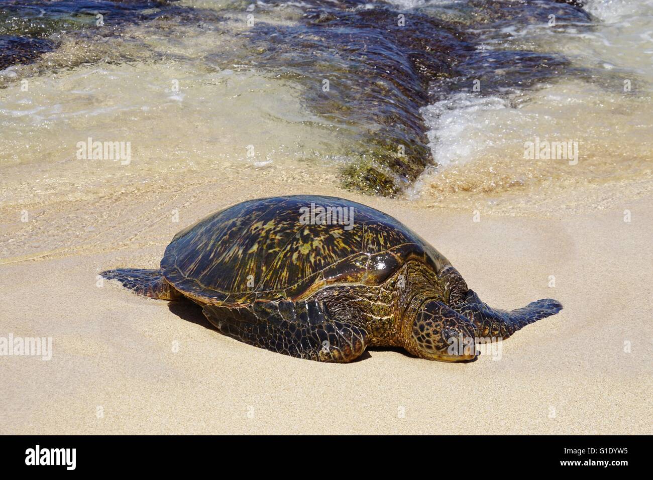 Wilde Honu riesigen Hawaiianische Grüne Meeresschildkröten am Hookipa Beach Park, Maui Stockfoto