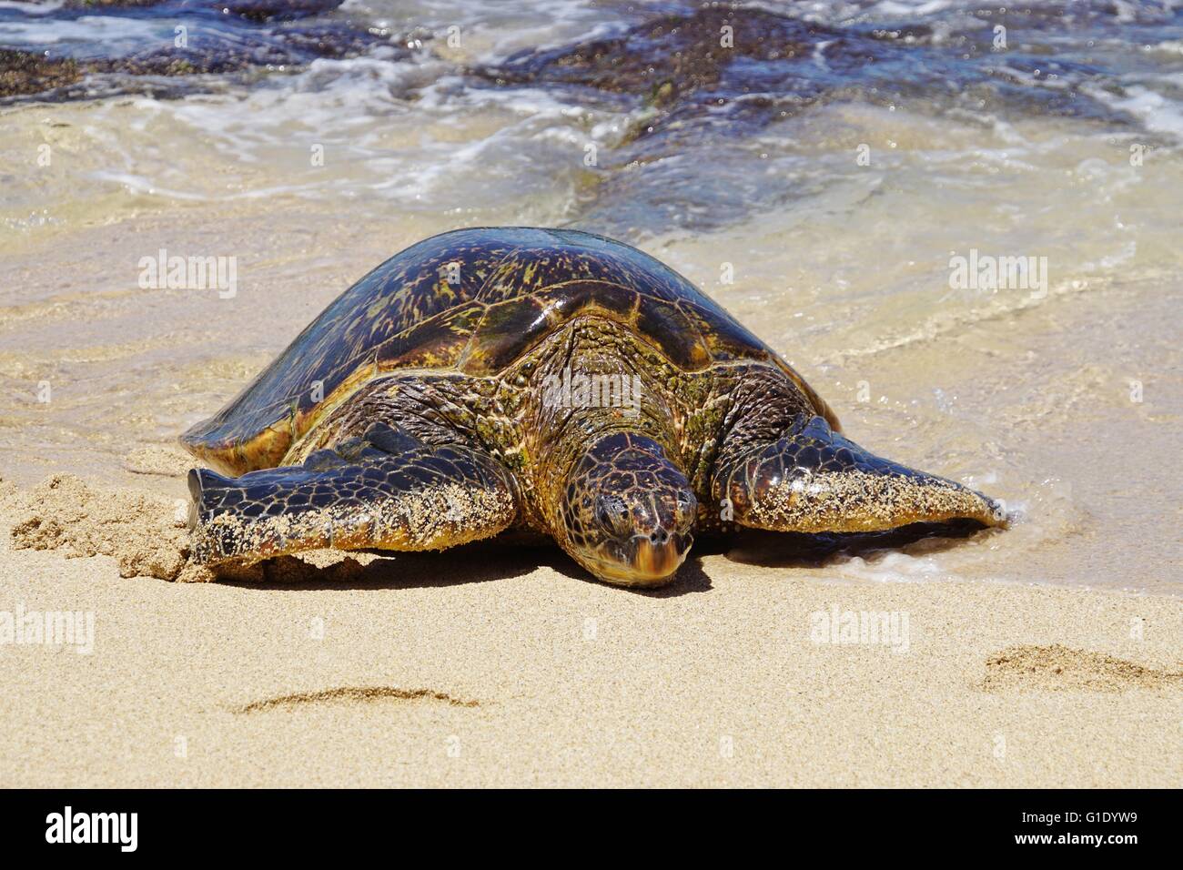 Wilde Honu riesigen Hawaiianische Grüne Meeresschildkröten am Hookipa Beach Park, Maui Stockfoto