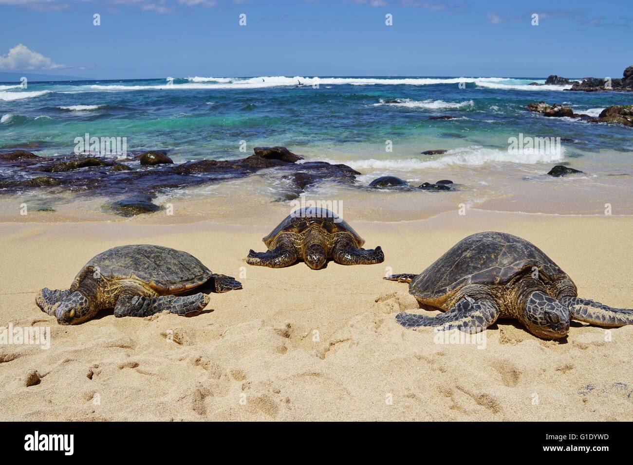 Wilde Honu riesigen Hawaiianische Grüne Meeresschildkröten am Hookipa Beach Park, Maui Stockfoto