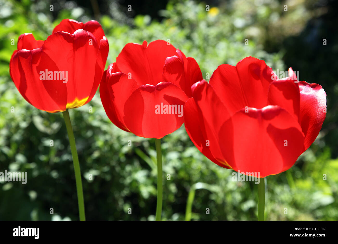 Große rote Tulipa Linifolia ursprünglich aus Afghanistan, Iran und Usbekistan Growng in einem irischen Garten blühte Stockfoto