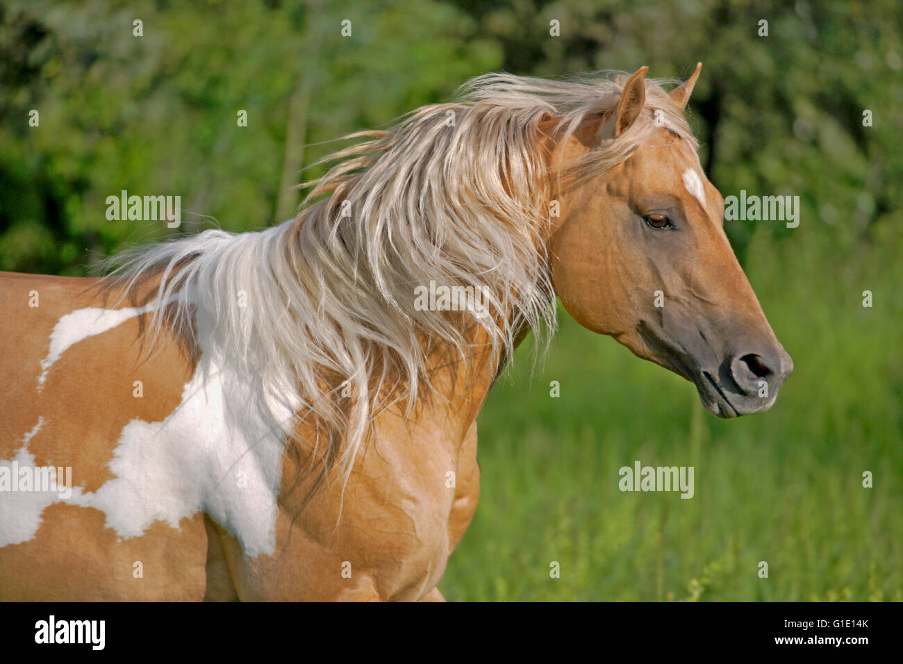 Nahaufnahme eines wunderschönen Palomino Paint Hengst läuft in Wiese Stockfoto