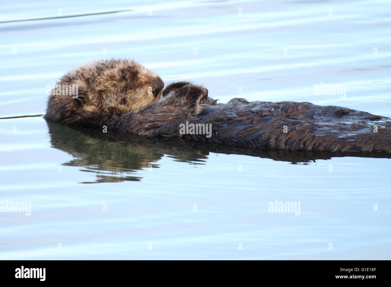 Eine juvenile Seeotter schlafen beim schweben im Ozean. Stockfoto