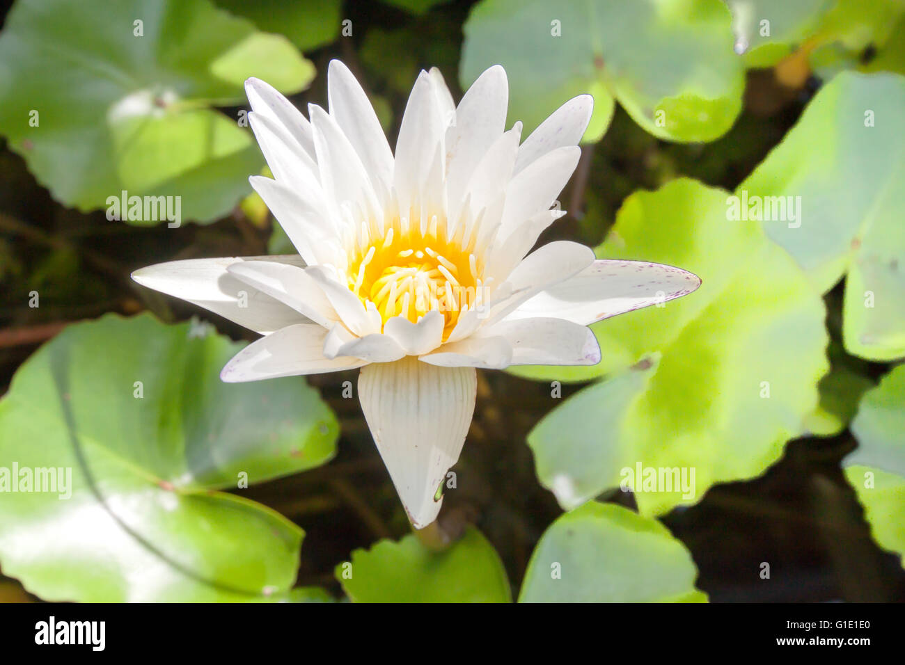 Weiß gelb Lotusblüten und Lotus Blume Pflanzen Stockfoto