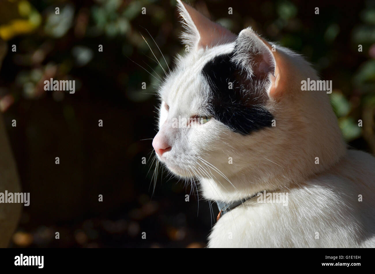 Bläschen, die Katze, die warme Sonnenstrahlen genießen Stockfoto