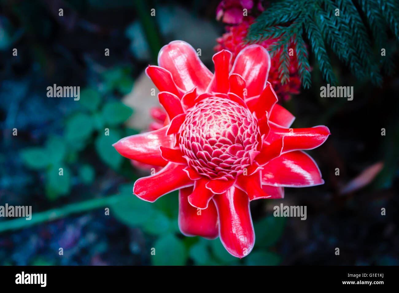 Fackel-Ingwer, Etlingera Elatior Blumen, Ingwer Blume im Wald. Stockfoto