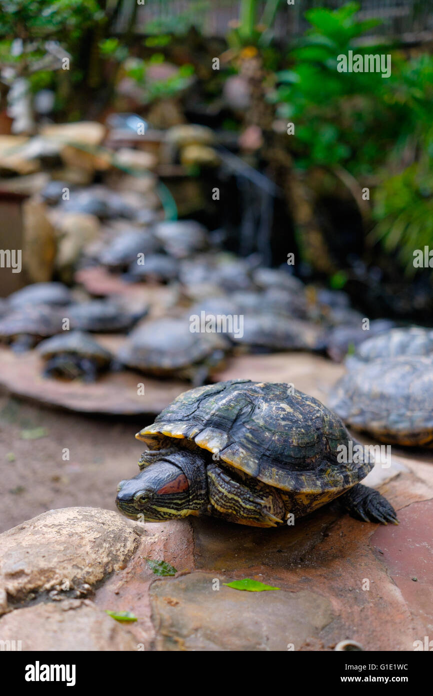 Rot-eared Slider Schildkröten Stockfoto