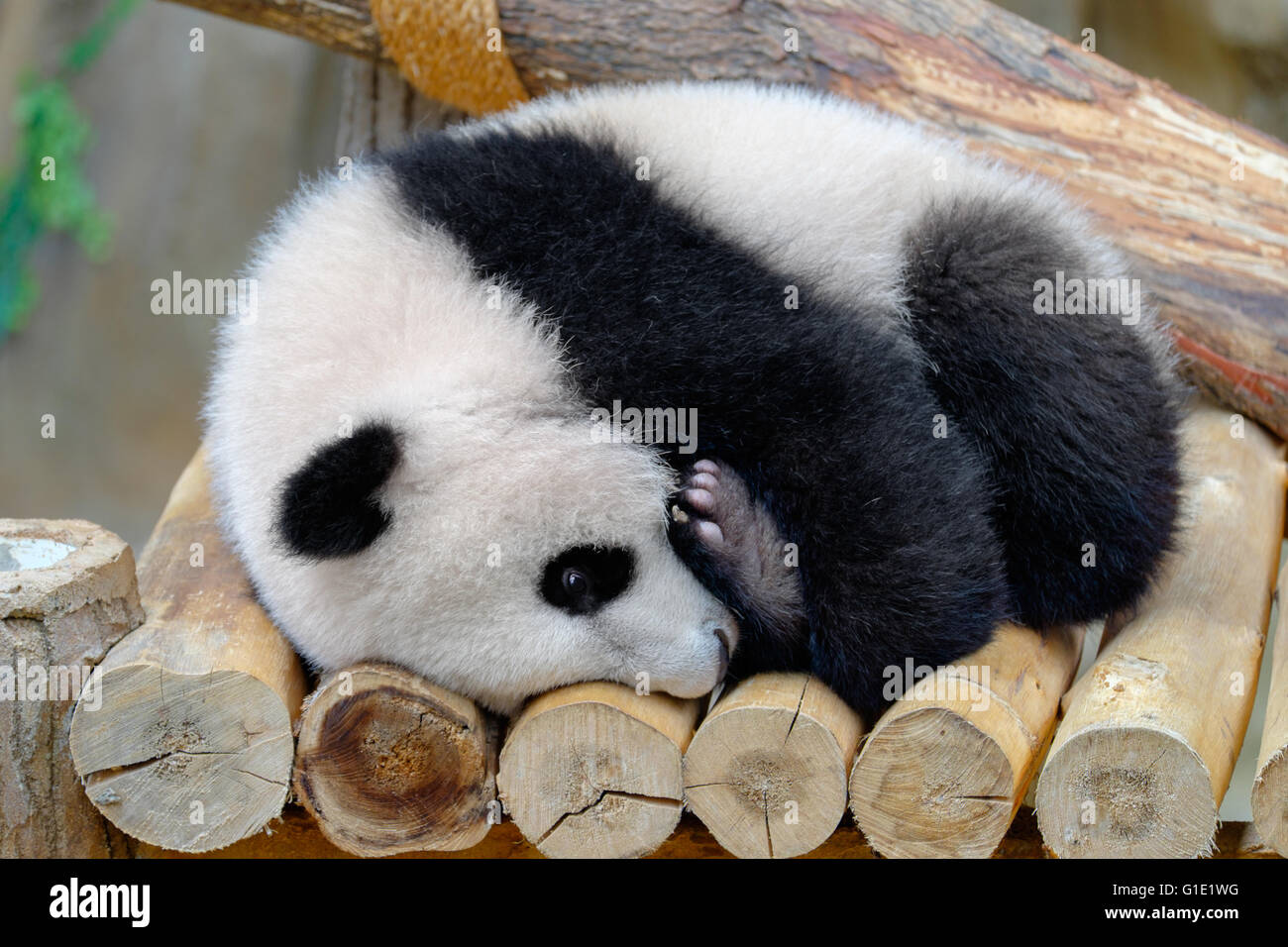Babypanda schmiegt sich an sein Bein Stockfoto