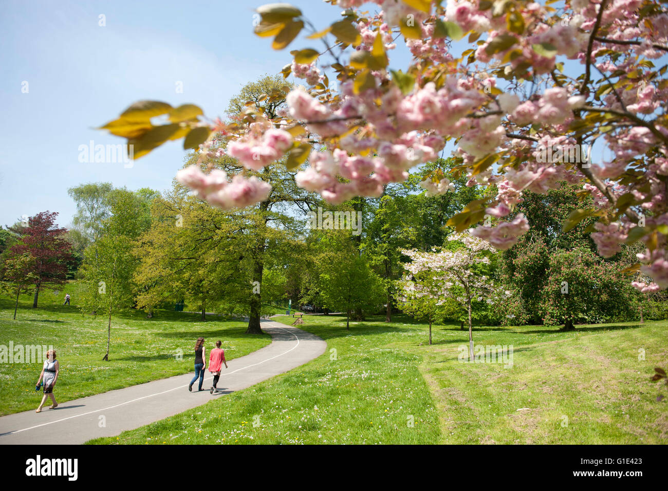 Swansea, Wales, Großbritannien. 13. Mai 2016. Blüten auf Bäumen an der Seite der Hauptweg durch Singleton Park in Swansea heute Nachmittag als Menschen machen das Beste aus den herrlichen Sonnenschein während ihrer Mittagspause. Bildnachweis: Phil Rees/Alamy Live-Nachrichten Stockfoto