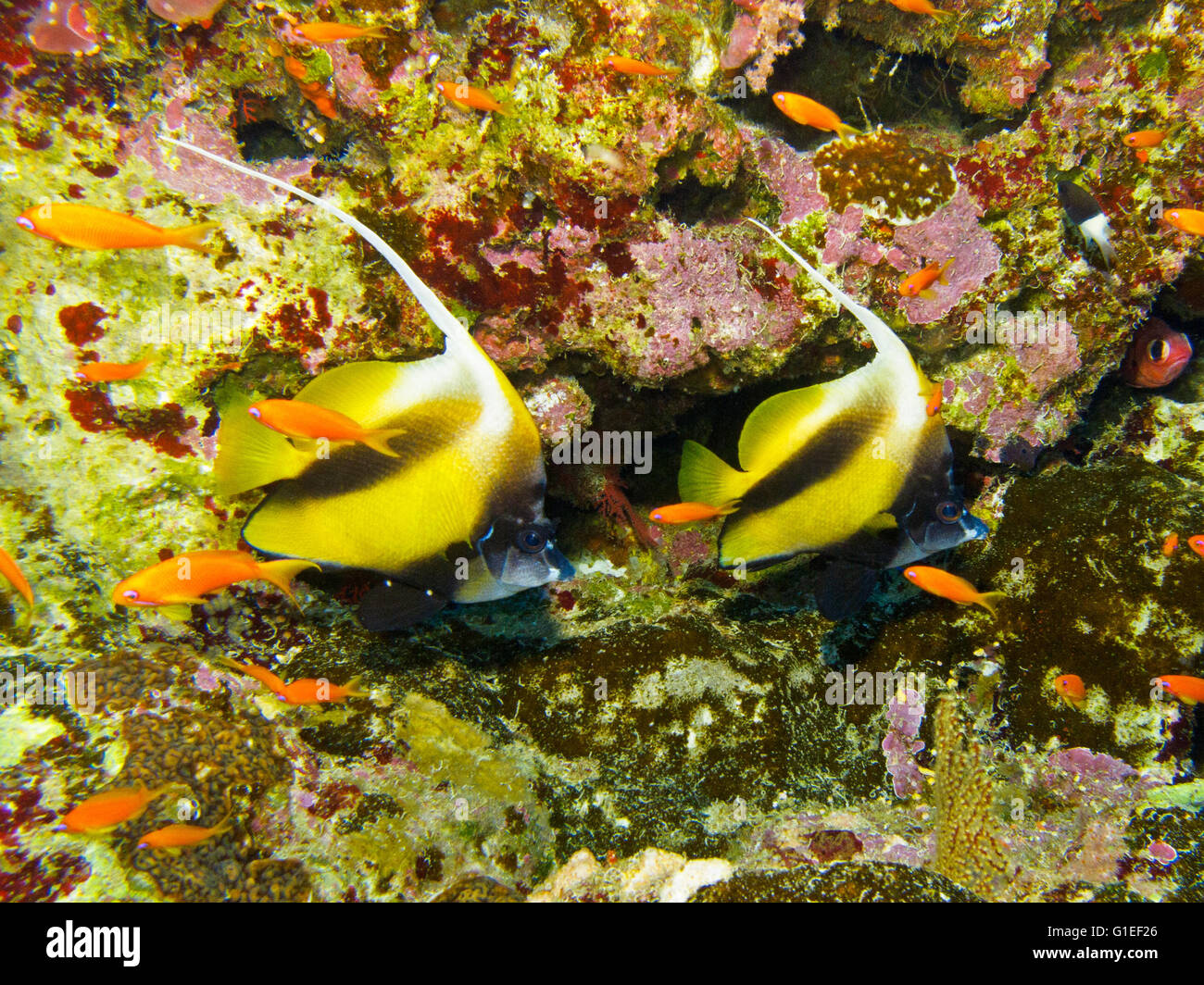 Ein paar rote Meer Bannerfishes schwimmen gemeinsam entlang des Korallenriffs. Stockfoto