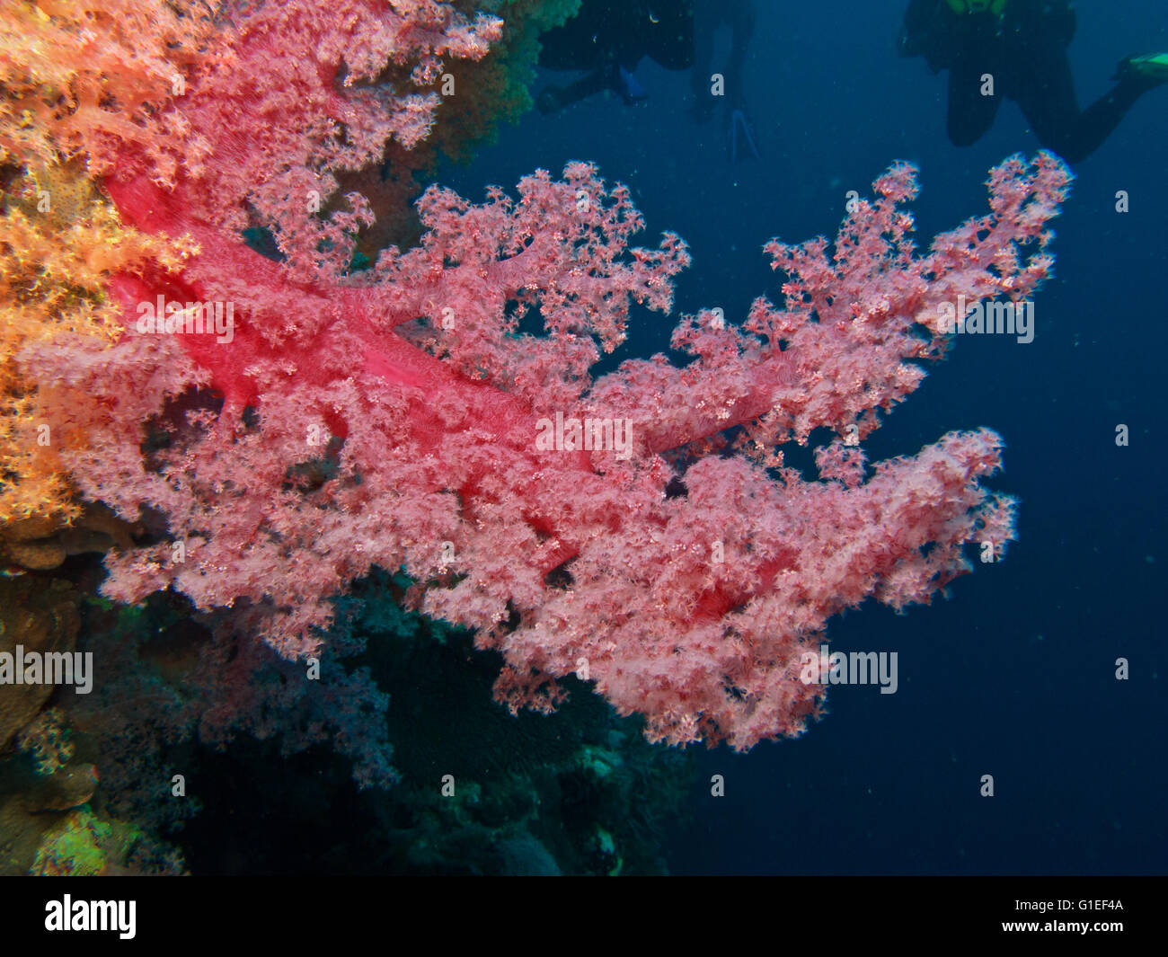 Rosa Weichkorallen in der blauen Welt. Stockfoto