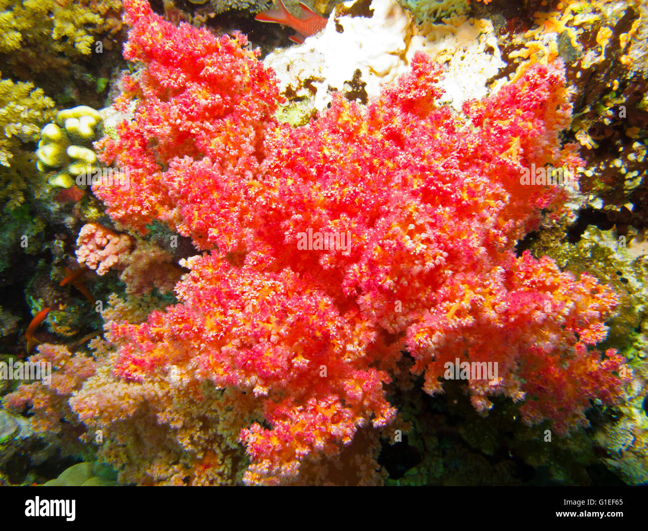 Bunte Weichkorallen unter dem Meer. Stockfoto