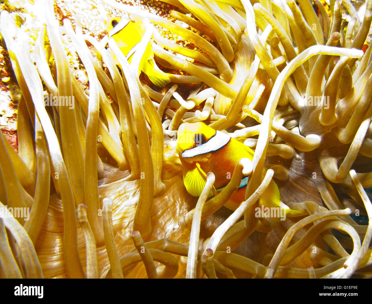 Red Sea Clownfishes lebendige Symbiose mit Seeanemonen. Stockfoto