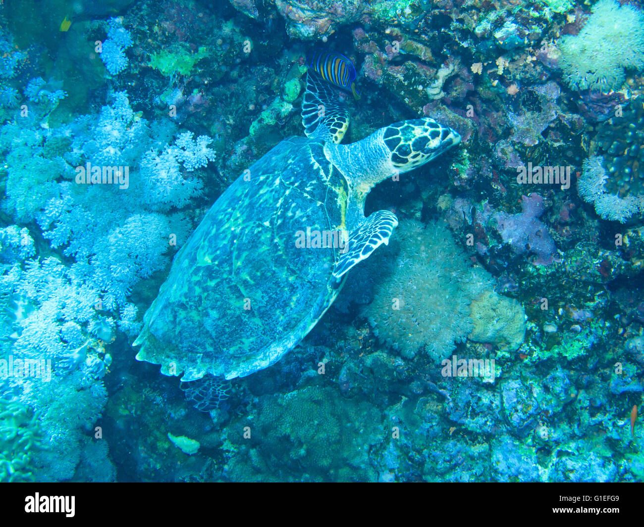 Eine echte Karettschildkröte auf Nahrungssuche in einem Korallenriff. Stockfoto