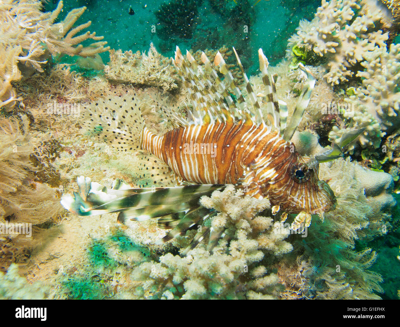 Gemeinsamen Rotfeuerfische warten in der Nähe von Coral reef Stockfoto