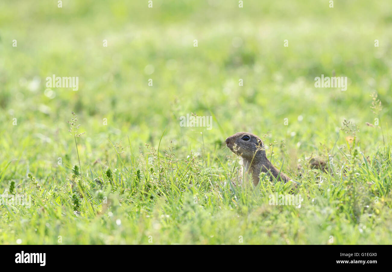 Präriehund auf Feld im Frühling Stockfoto