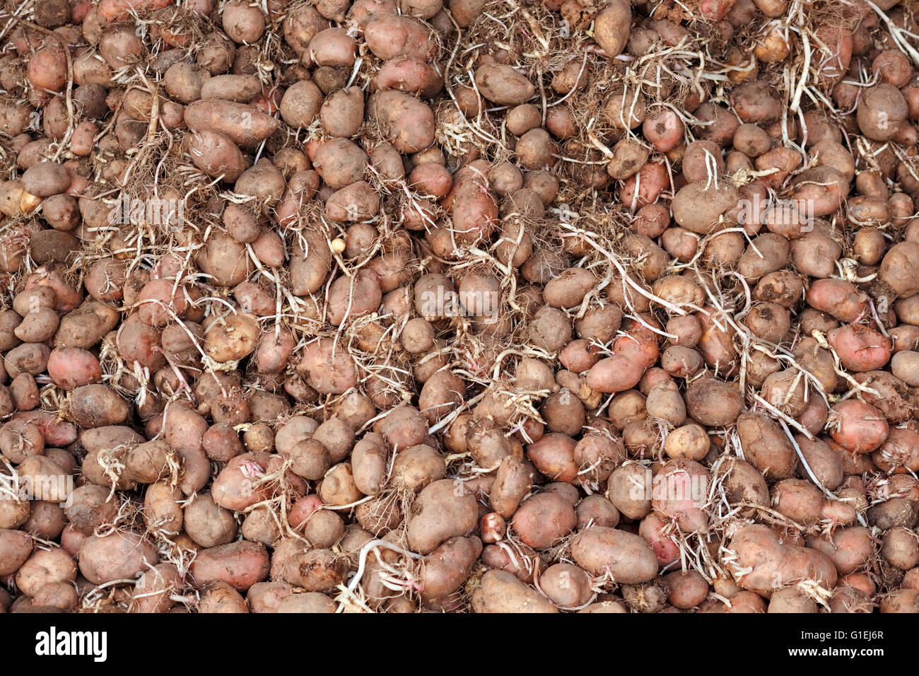 Reihe von gekeimten Samen Kartoffeln mit Sprossen für den Frühling Pflanzen, unter Dach getrocknet. Stockfoto
