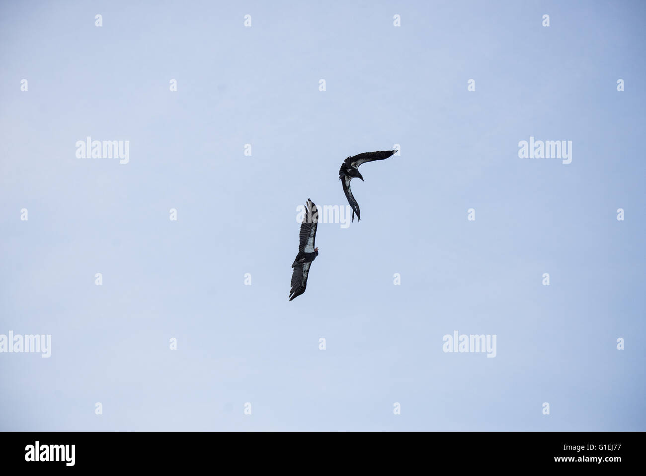 California Kondore Gymnogyps Californianus im Flug über Big Sur, Kalifornien Stockfoto