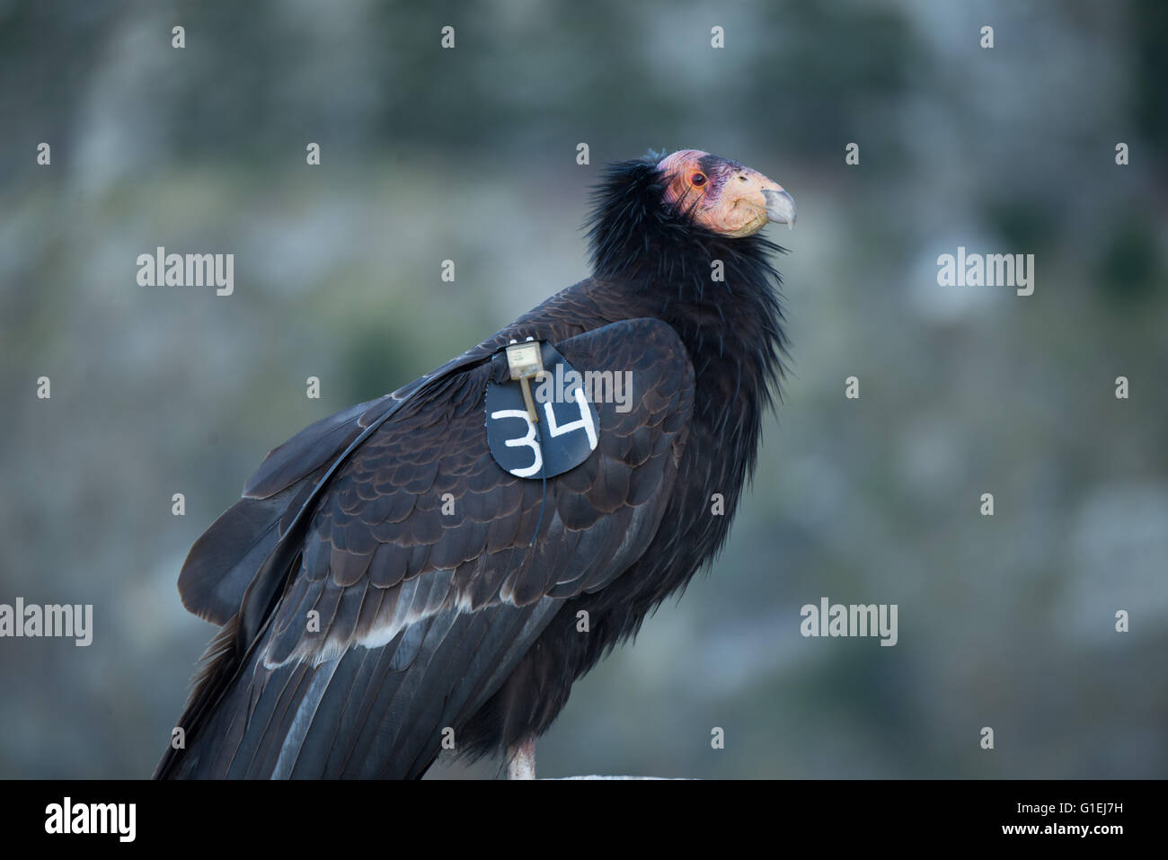 Ein Porträt von einem Kalifornien-Kondor Gymnogyps Californianus in Big Sur, Kalifornien mit einem GPS-Tracker auf dem Flügel Stockfoto