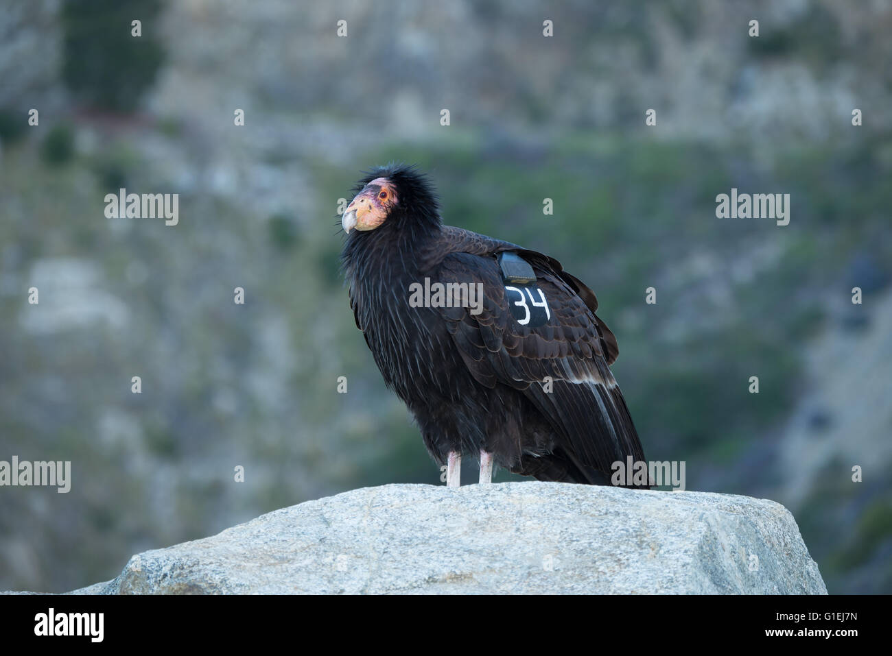 Ein Porträt von einem Kalifornien-Kondor Gymnogyps Californianus in Big Sur, Kalifornien Stockfoto
