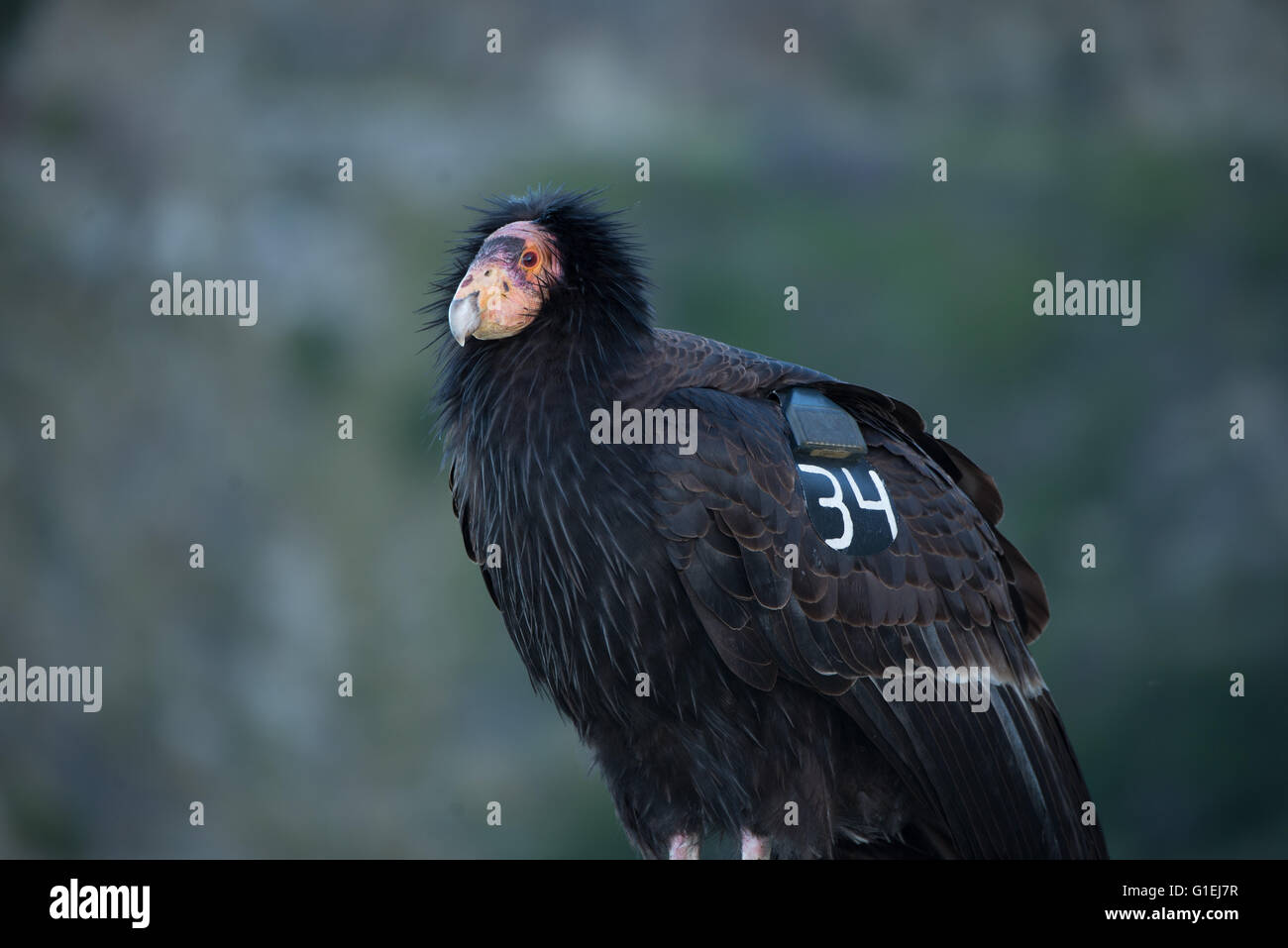 Ein Porträt von einem Kalifornien-Kondor Gymnogyps Californianus in Big Sur, Kalifornien mit einem GPS-Tracker auf dem Flügel Stockfoto