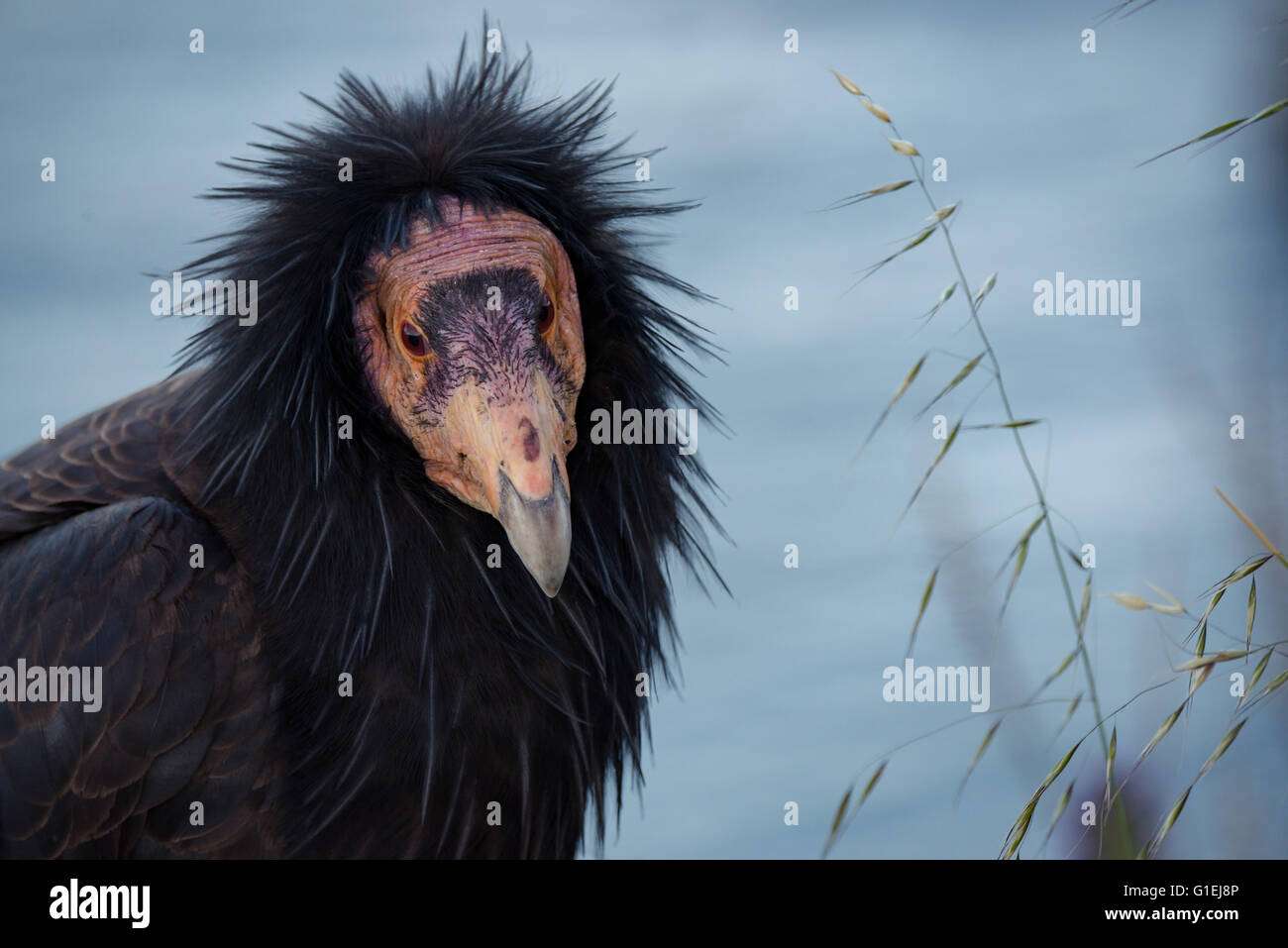 Ein Porträt von einem Kalifornien-Kondor Gymnogyps Californianus in Big Sur, Kalifornien Stockfoto