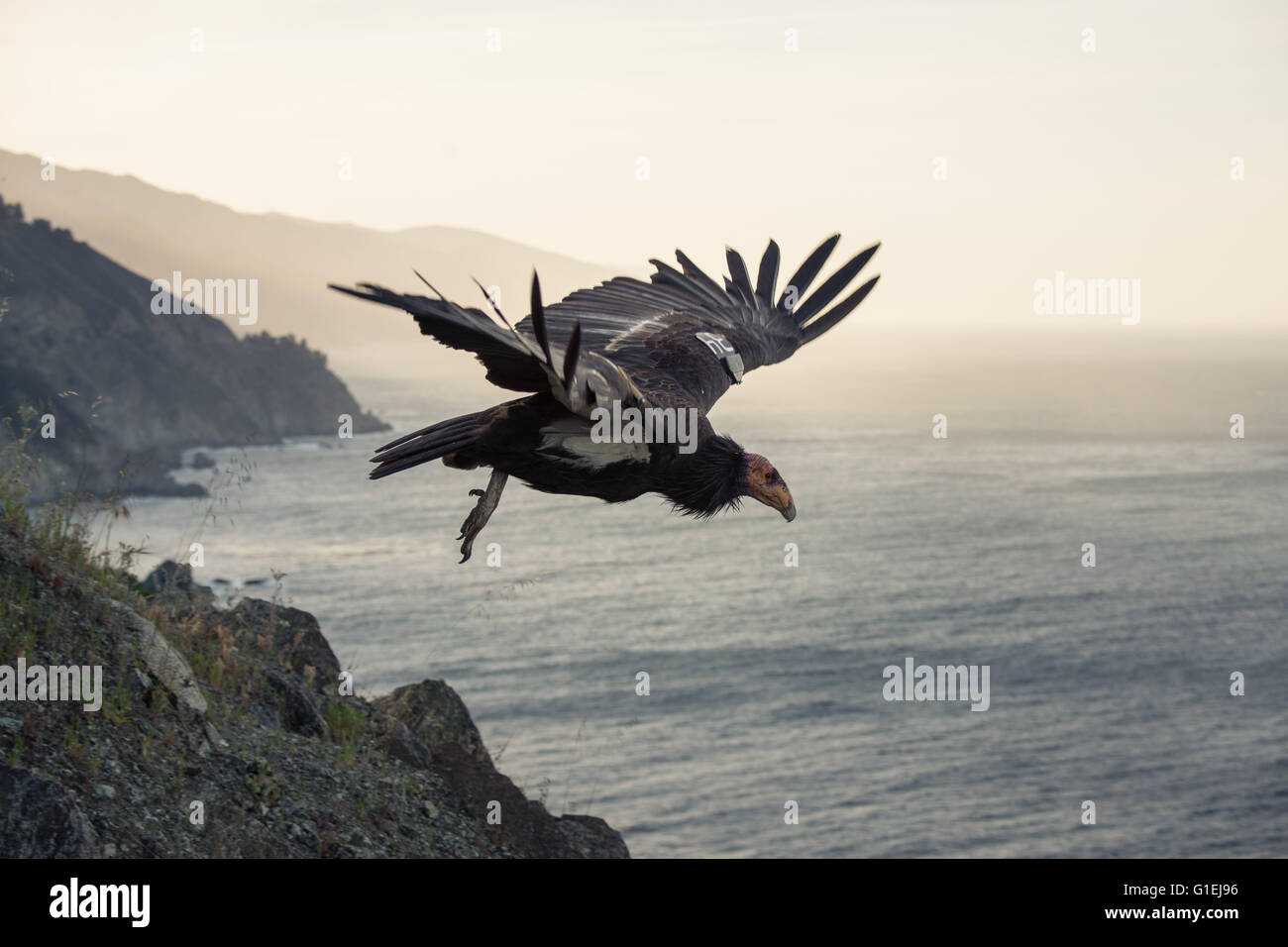 Im frühen Morgenlicht an der Big Sur Küste von Kalifornien zieht eine Kalifornien-Kondor Gymnogyps californianus Stockfoto
