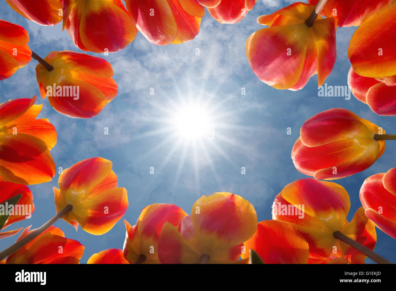 Unten nach oben Blick auf die sonnige Sonne gesäumt rote Tulpen Stockfoto