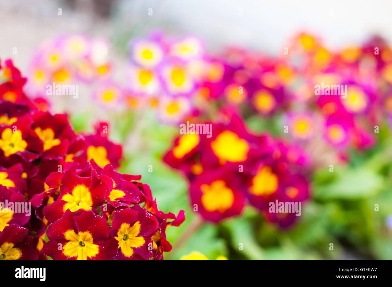 Sortiert, blühenden Frühling Primeln in bunten Blumenbeet Stockfoto