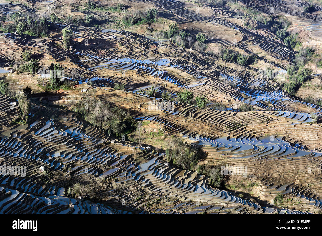 Panoramablick auf das Bada Reis Terrassen, Yuanyang County, Provinz Yunnan, China Stockfoto