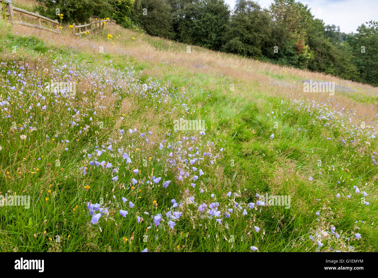 Hang Wilde Blumenwiese mit Glockenblumen und anderen Blumen im Sommer, Derbyshire, England, Großbritannien Stockfoto
