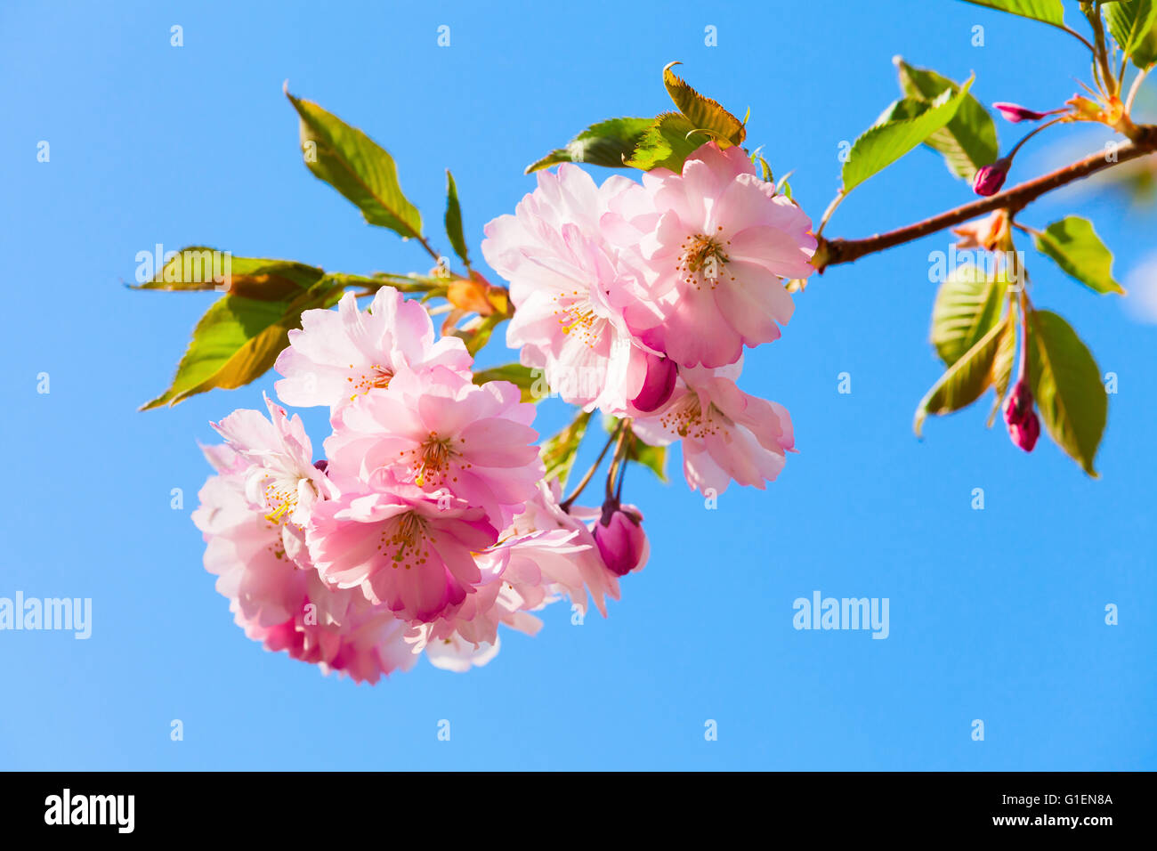 Rosa Blüten von Kirschbaum am strahlend blauen Himmelshintergrund, Nahaufnahme Foto mit selektiven Fokus Stockfoto