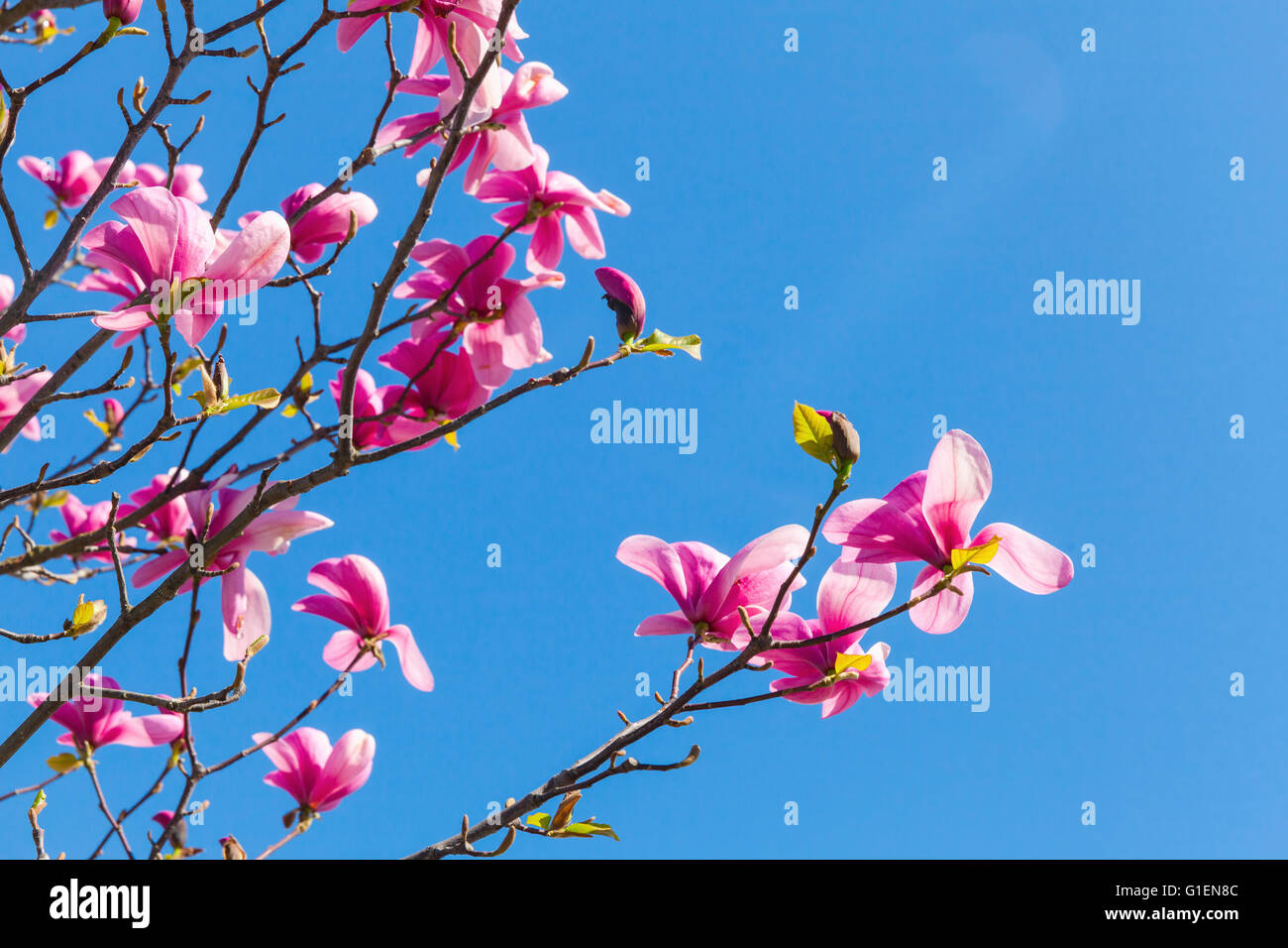 Rosa Blüten der Magnolie über strahlend blauen Himmelshintergrund, Nahaufnahme Foto mit selektiven Fokus Stockfoto