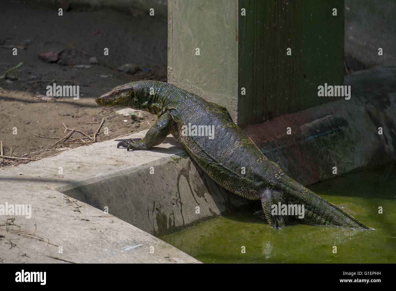 Eidechse-Monitor, Varanus Salvator, Varanidae, Asien Stockfoto