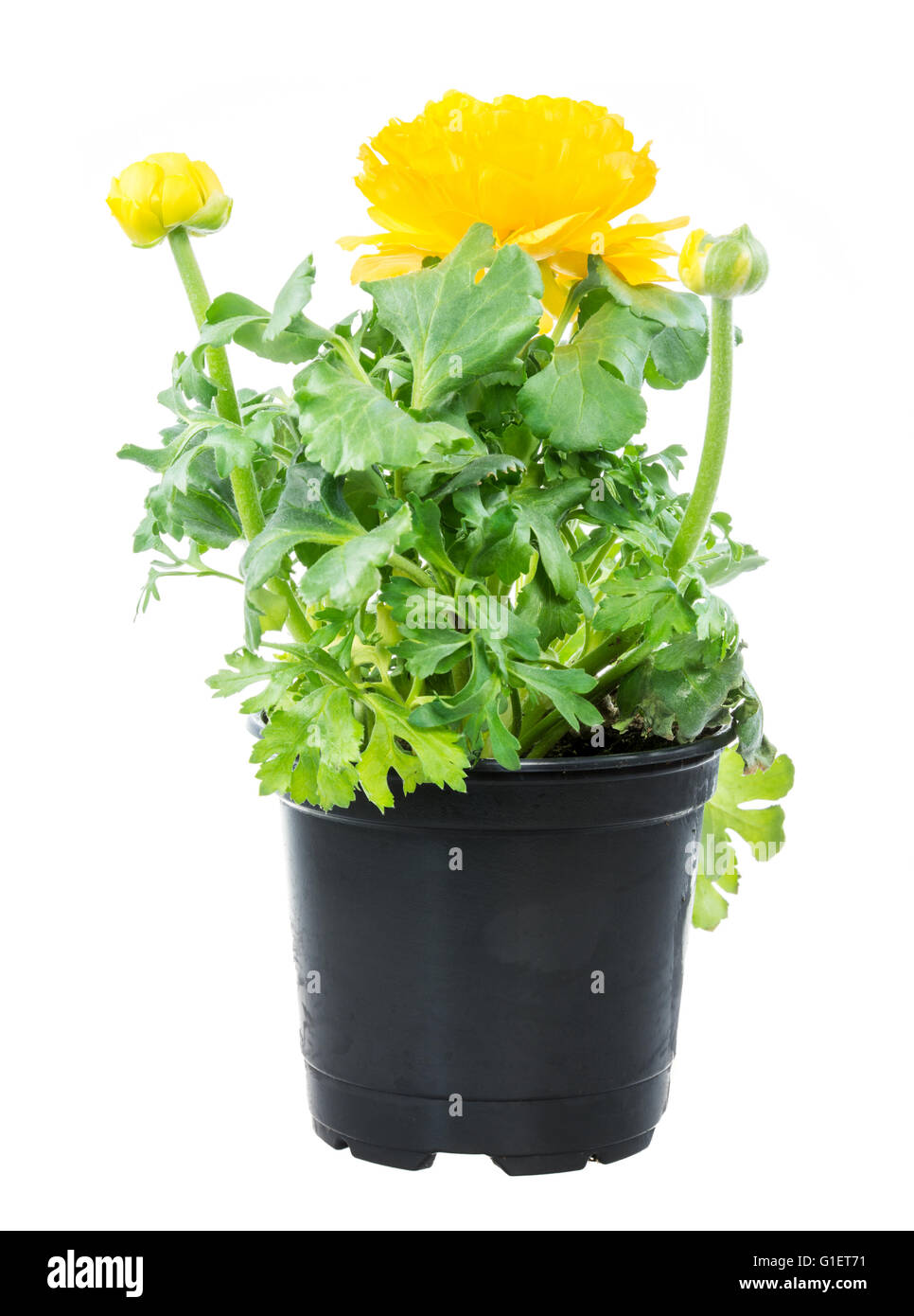 Nahaufnahme von einer isolierten getopft gelbe Ranunkeln Blume Stockfoto