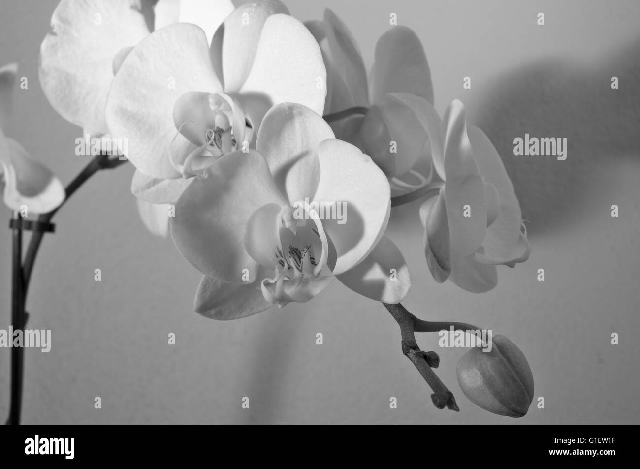 Morgen Orchidee Nahaufnahme Blick. Natur und Blumen Themen Stockfoto