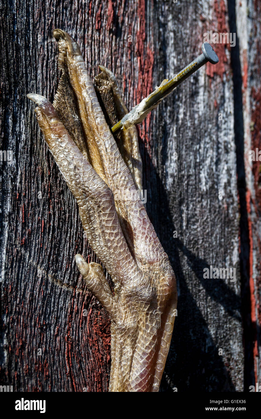 Vogelfuß hängt an der Wand Scheunen Stockfoto