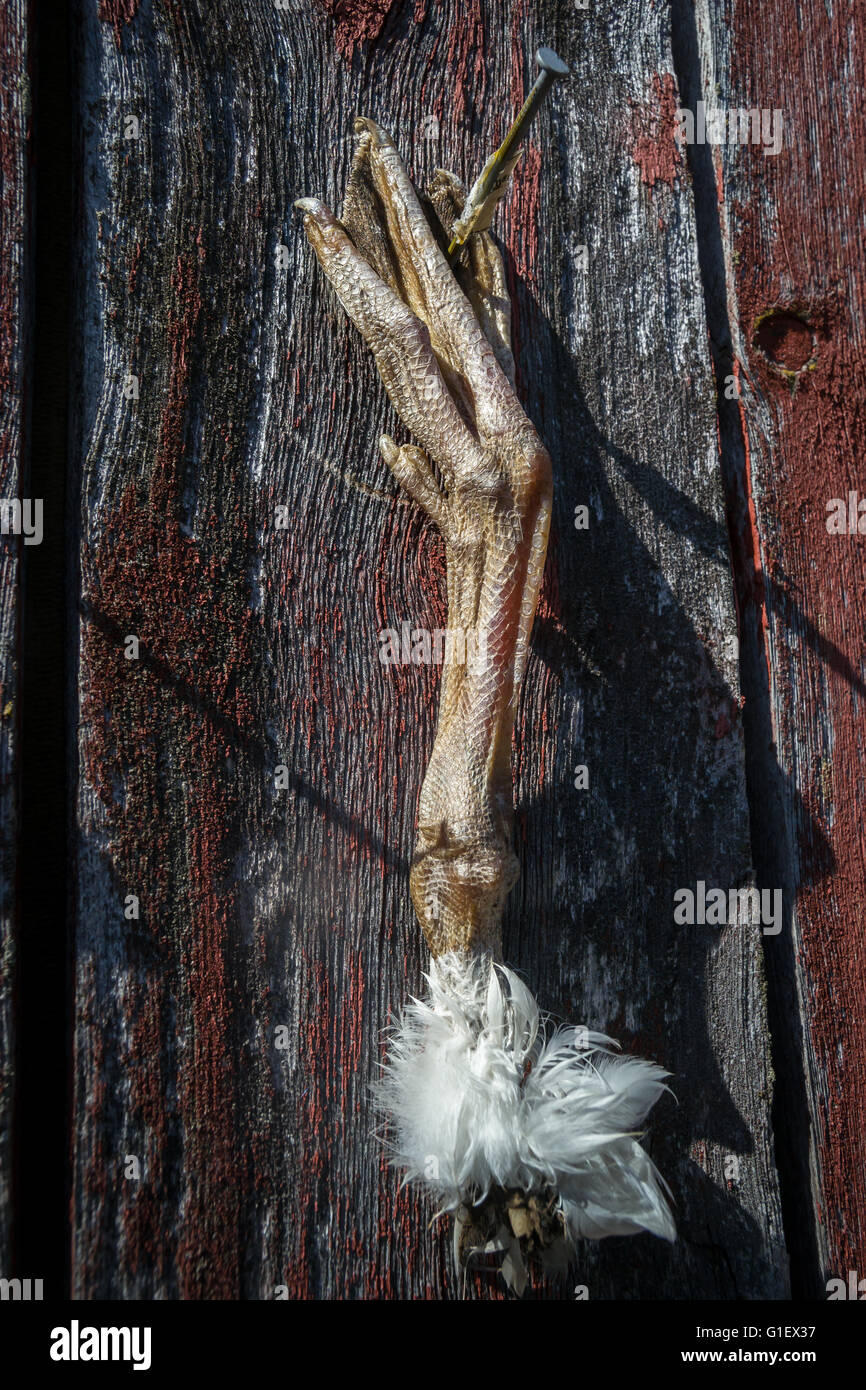 Vogelfuß hängt an der Wand Scheunen Stockfoto