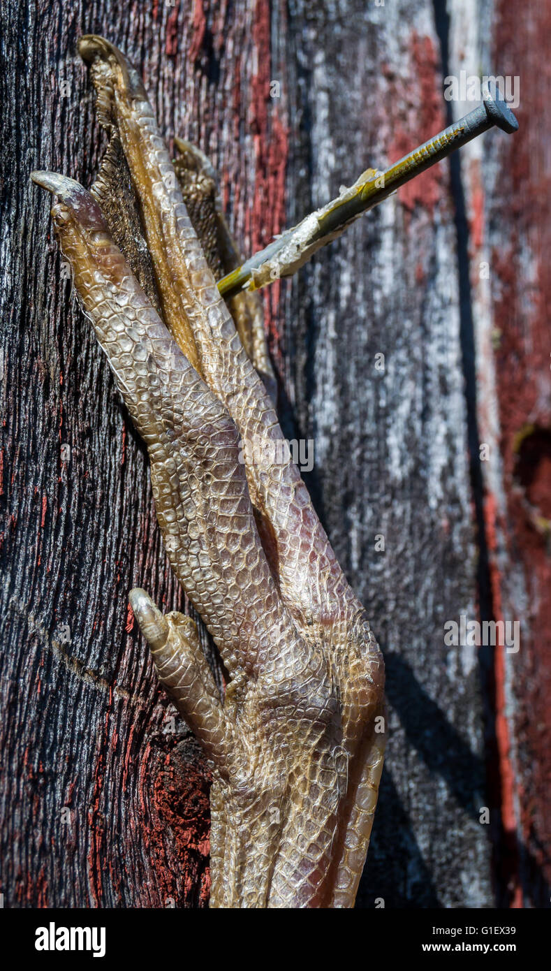 Vogelfuß hängt an der Wand Scheunen Stockfoto