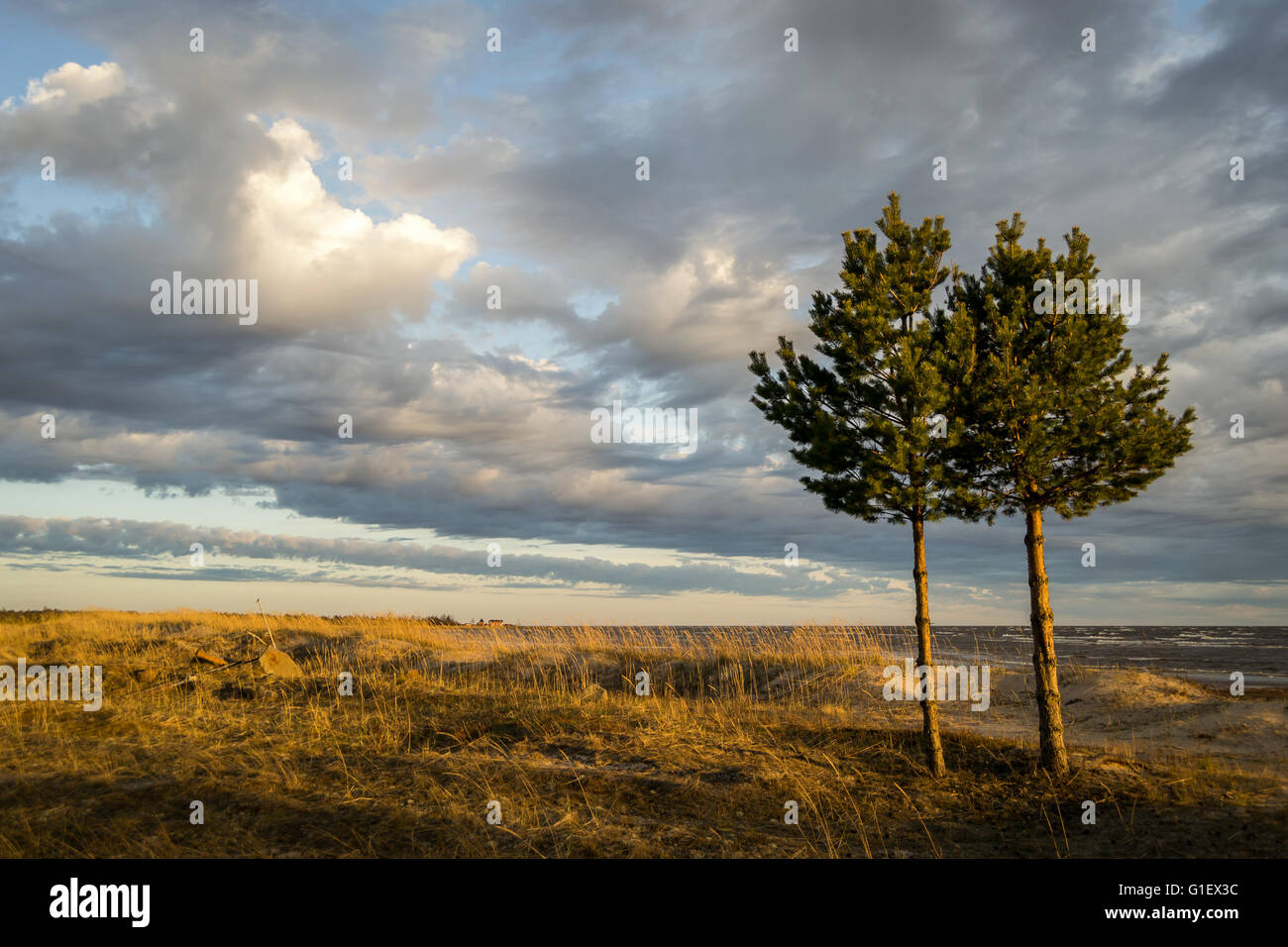Pinien in den windigen Strand in einem Frühlingstag Stockfoto