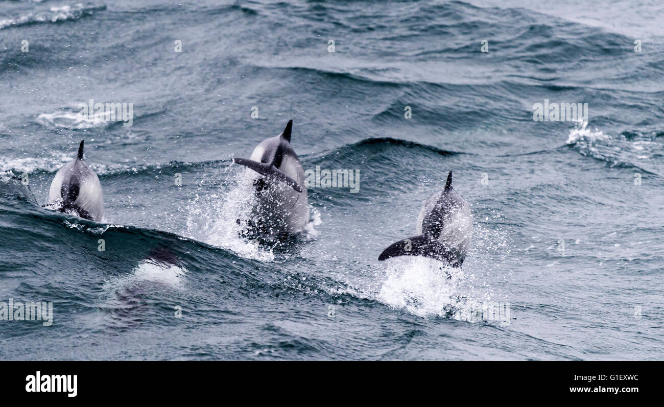 Commerson Delfin (Cephalorhynchus Commersonii) südlichen Ozean in der Nähe von Falkland-Inseln Stockfoto