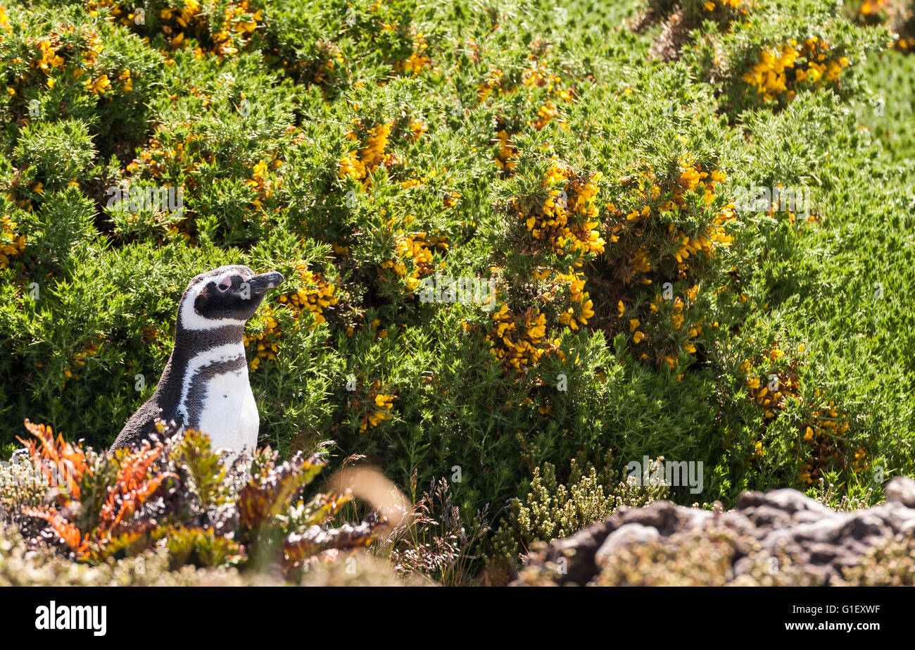 Magellan-Pinguin (Spheniscus Magellanicus) an der Gypsy Cove Falklandinseln UK Stockfoto