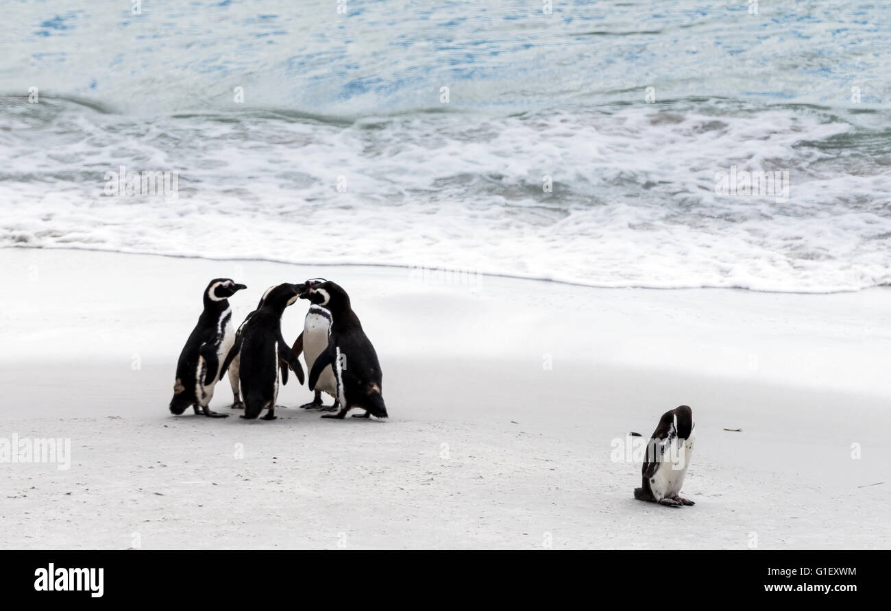 Magellan-Pinguine (Spheniscus Magellanicus) an der Gypsy Cove Falklandinseln UK Stockfoto
