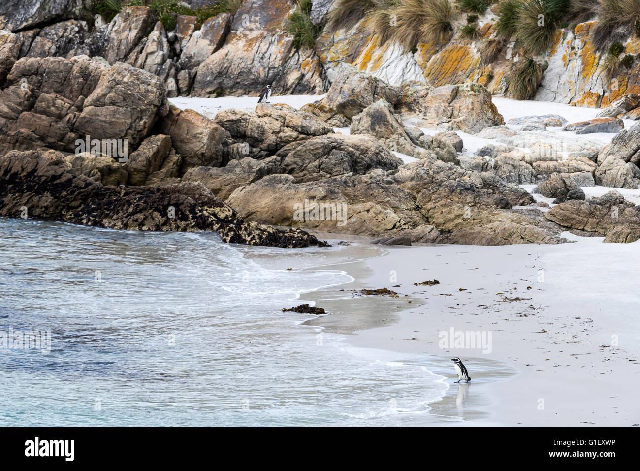 Magellan-Pinguine (Spheniscus Magellanicus) an der Gypsy Cove Falklandinseln UK Stockfoto