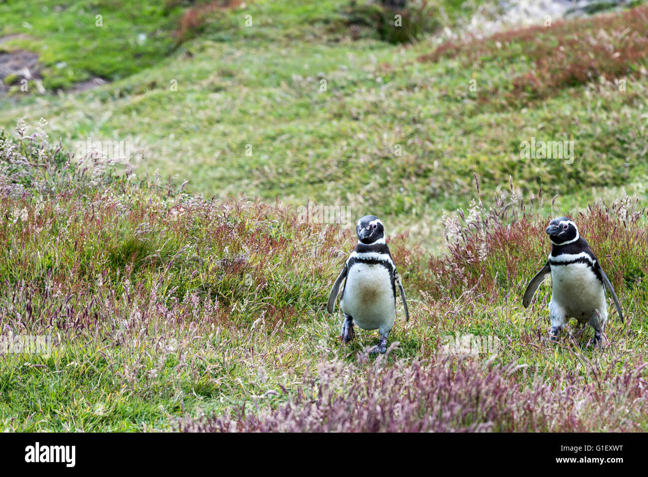 Magellan-Pinguine (Spheniscus Magellanicus) an der Gypsy Cove Falklandinseln UK Stockfoto