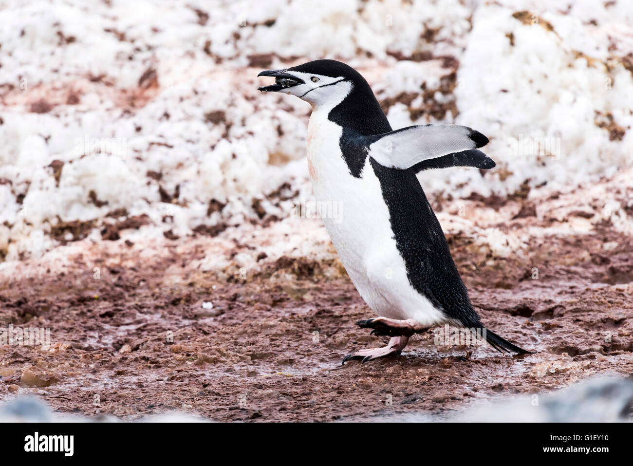 Kinnriemen Pinguin (Pygoscelis Antarctica) sammeln von Steinen für Nest Halbmond Insel antarktischen Halbinsel Antarktis Stockfoto