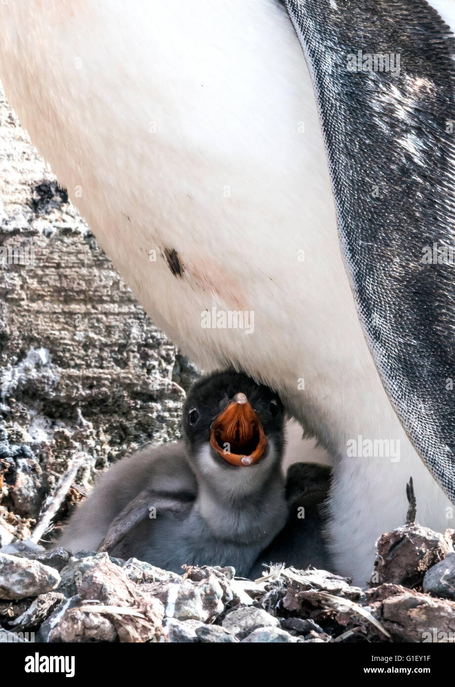 Gentoo Penguin (Pygoscelis Papua) Küken Quäken Mikkelsen Hafen antarktischen Halbinsel Antarktis Stockfoto