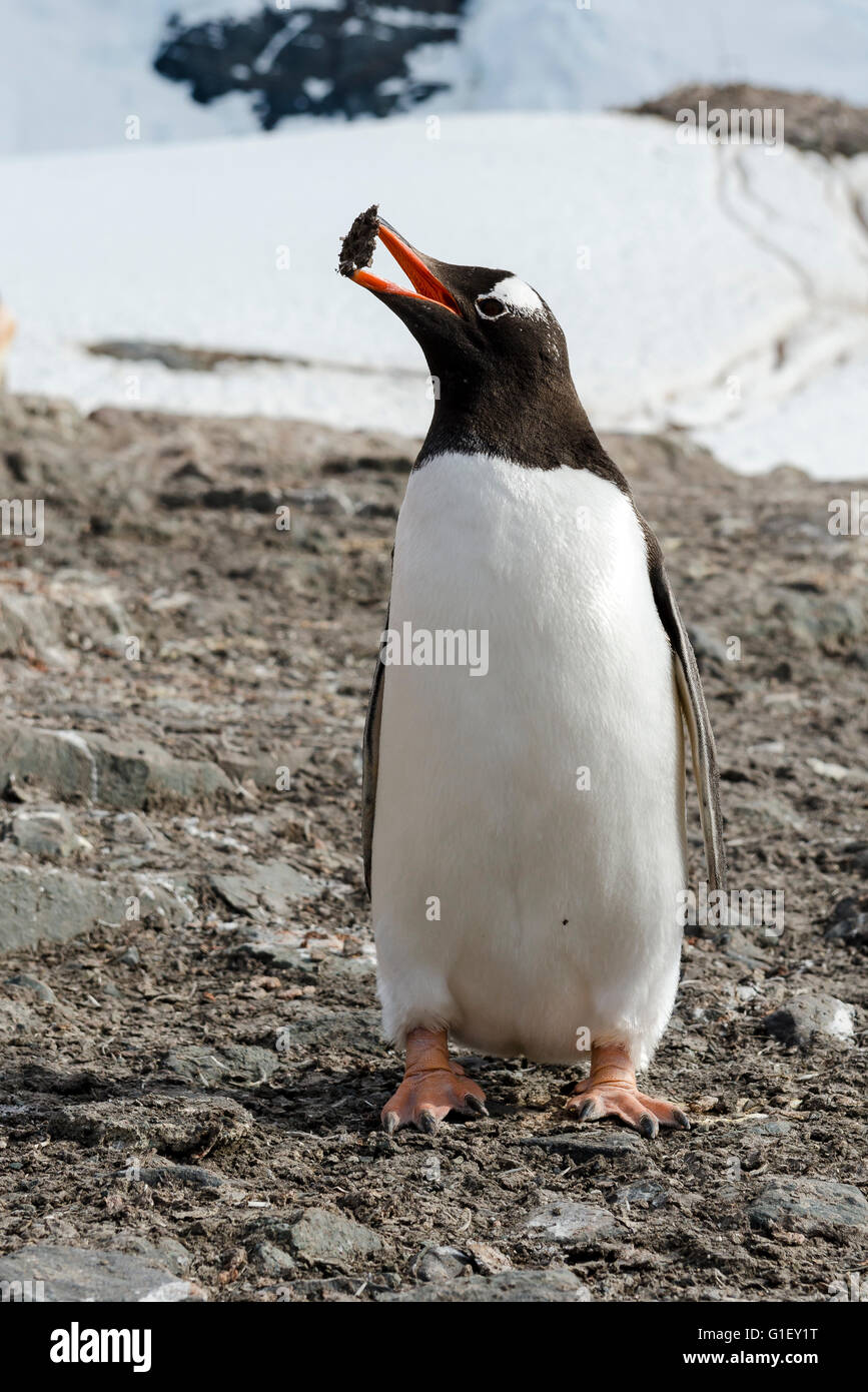 Gentoo Penguin (Pygoscelis Papua) sammeln von Steinen für Nest Mikkelsen Hafen antarktischen Halbinsel Antarktis Stockfoto