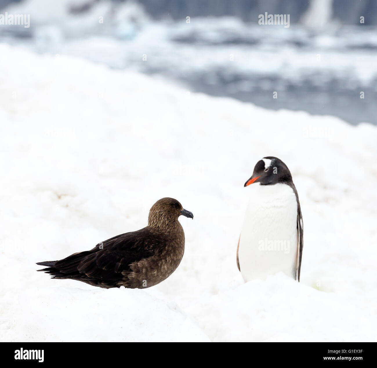 Braune Skua (Stercorarius Antarcticus) und Gentoo Penguin (Pygoscelis Papua) Neko Harbour antarktischen Halbinsel Antarktis Stockfoto